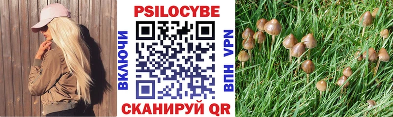 закладки  Сорочинск  блэк спрут как зайти  Псилоцибиновые грибы Psilocybine cubensis 